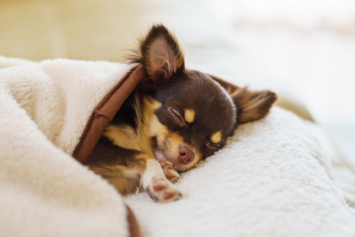 Dog Amenities