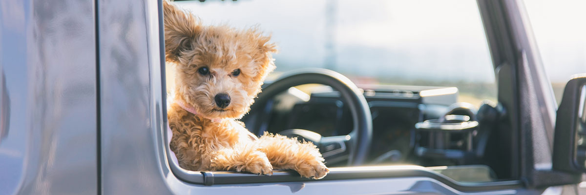 Stay with your dog