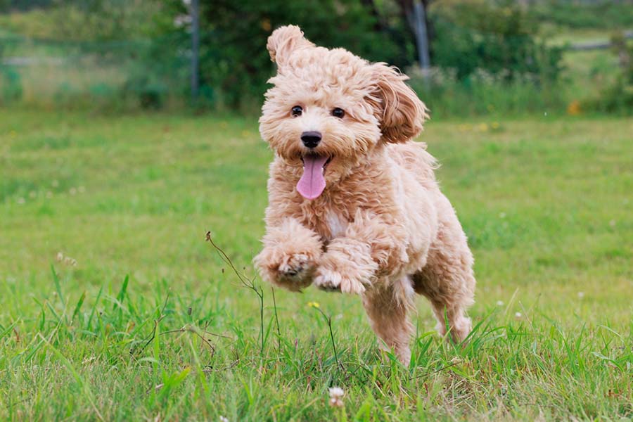 Glamping with your dog — a private cabin with its own dog run.